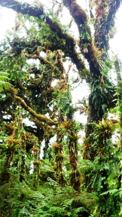 Bosque nuboso 3